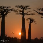 Allée des baobabs, Morondova, Madagascar