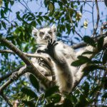 Lémur, catta, Maki, Madagascar
